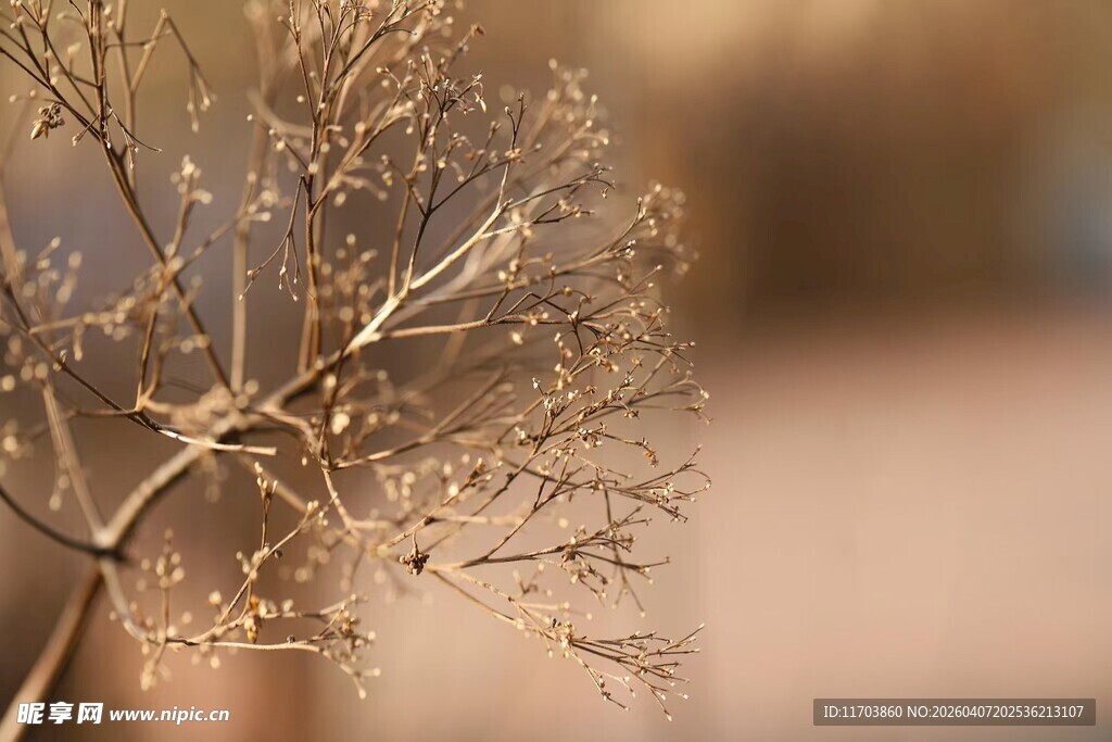 干枯蒲公英特写电脑壁纸