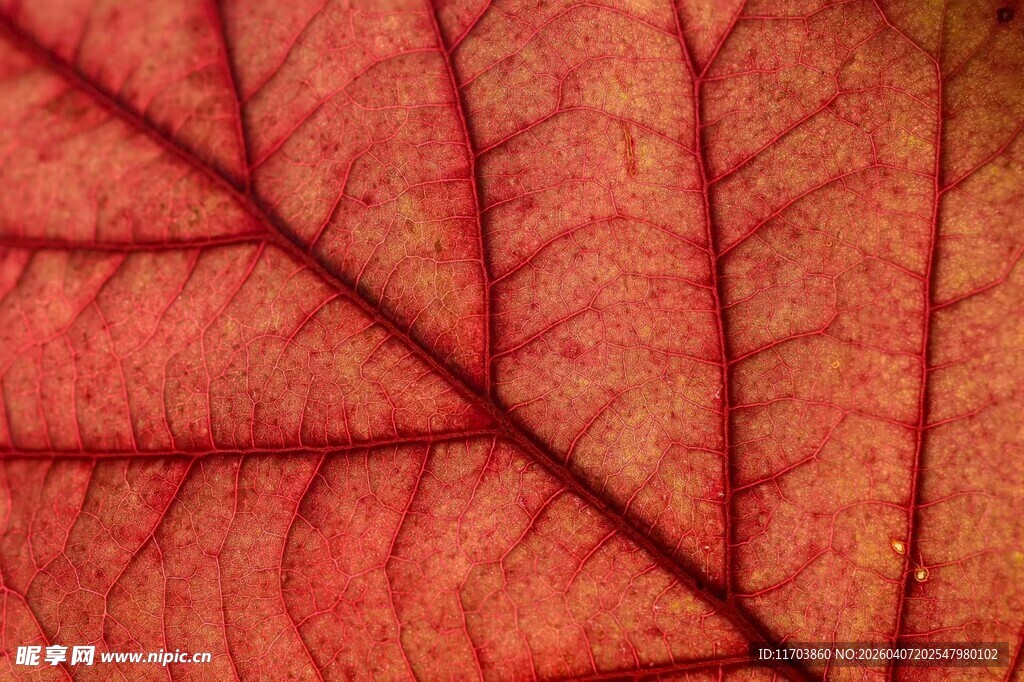 红色叶脉特写电脑壁纸