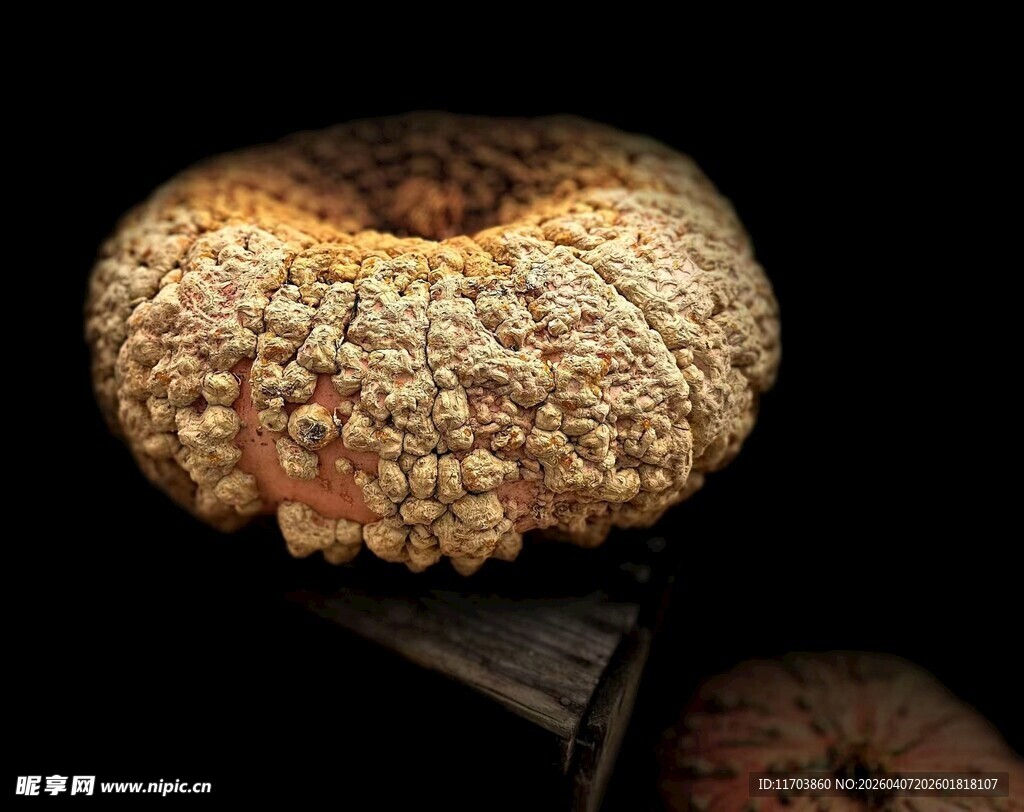 奇特菌类特写电脑壁纸