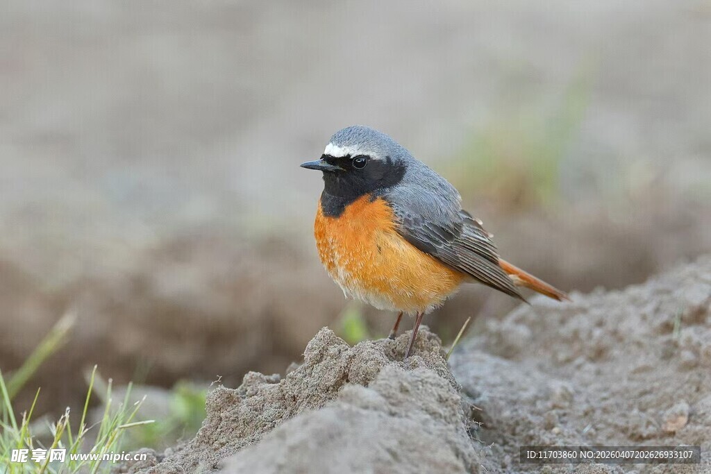 灰喉红尾鸲站立于地面电脑壁纸