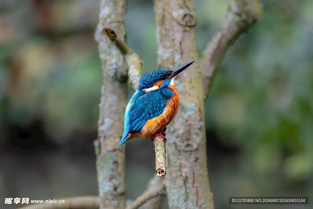 枝头翠鸟电脑壁纸