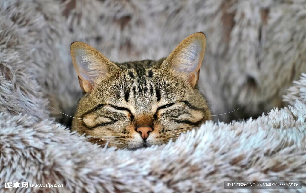 酣睡的条纹猫咪电脑壁纸