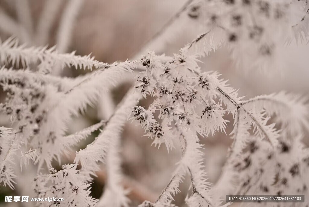 绒毛植物特写电脑壁纸