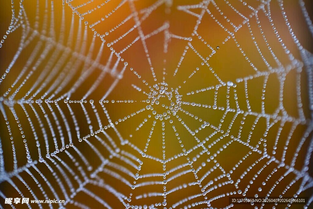 阳光下晶莹的蜘蛛网电脑壁纸