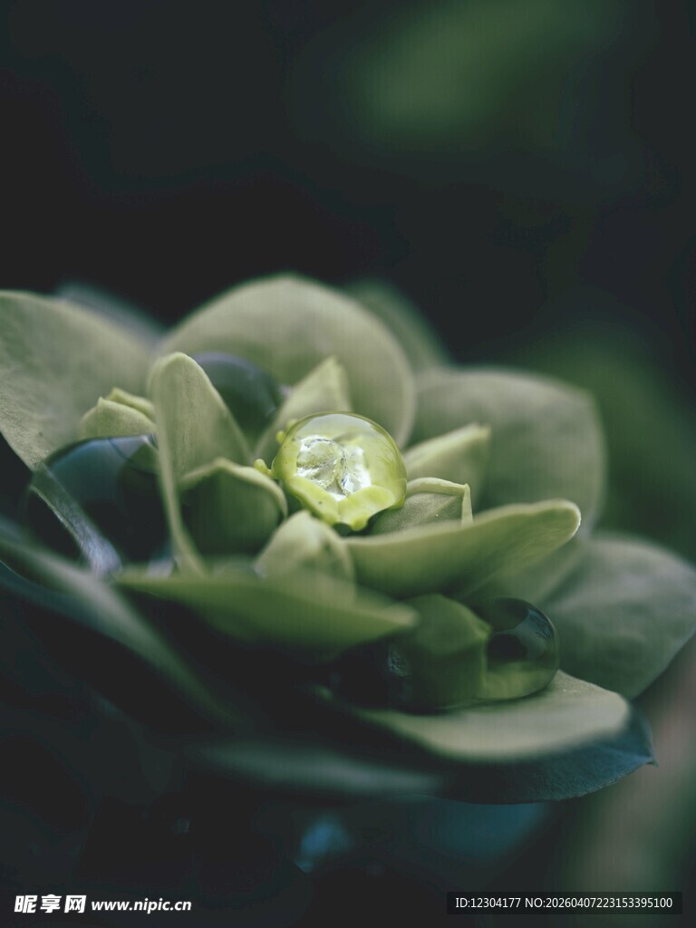 晶莹露珠下的多肉植物