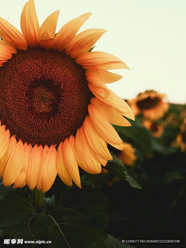 向阳而生的灿烂向日葵