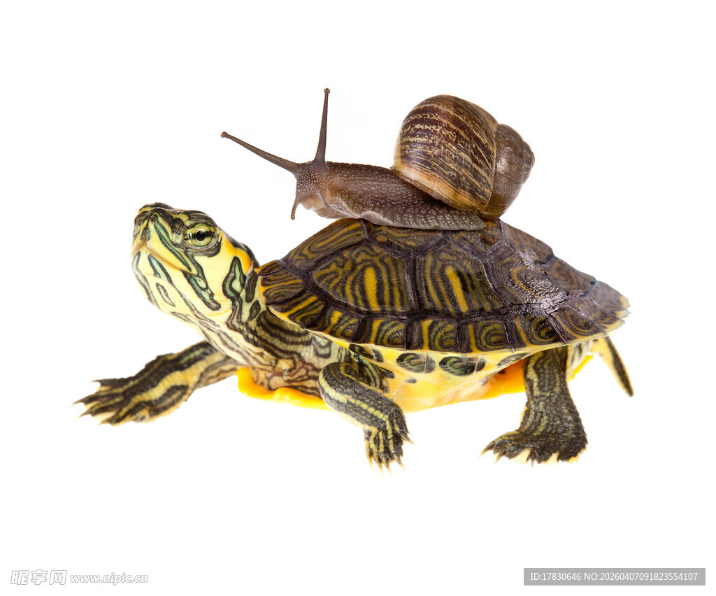 乌龟背上的蜗牛