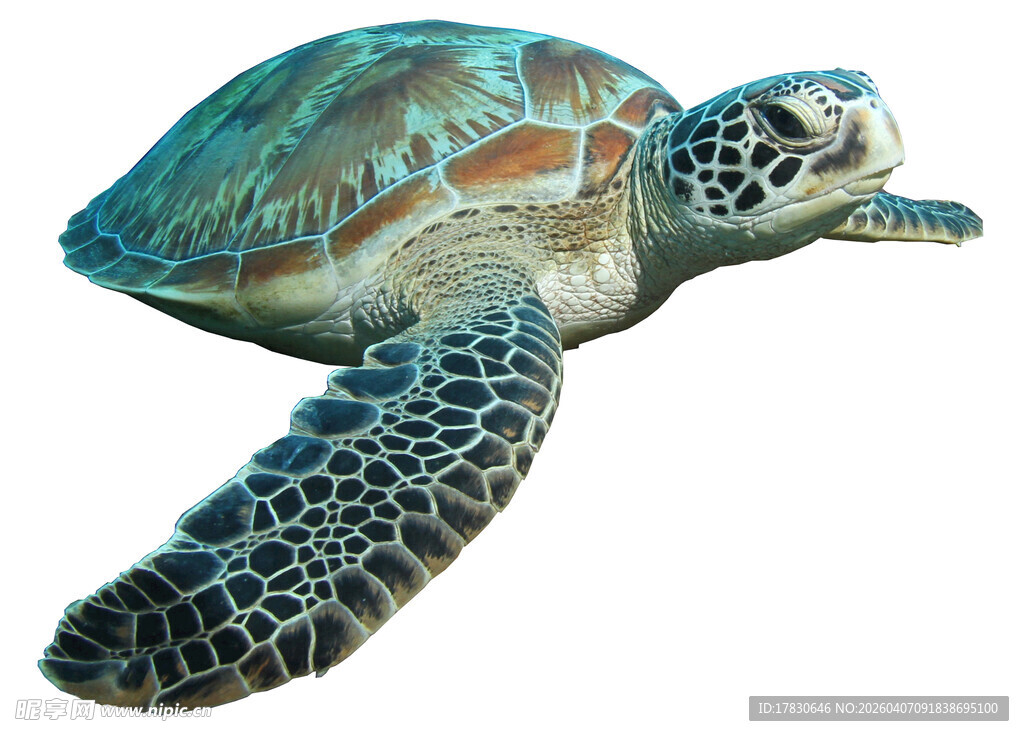 海洋中的绿海龟