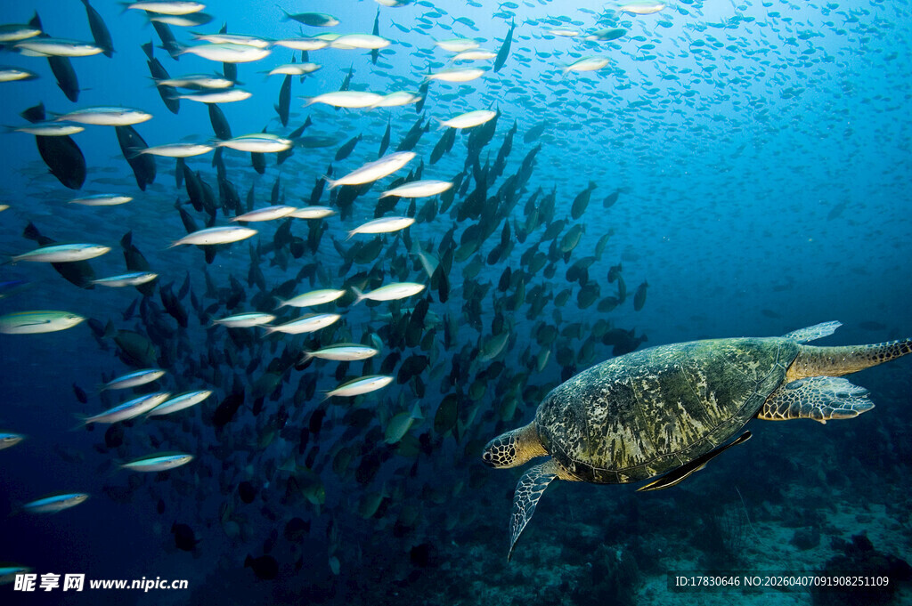 海龟畅游于群鱼之间