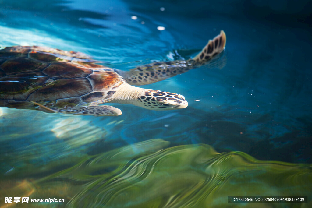 海龟在清澈海水中优雅游动