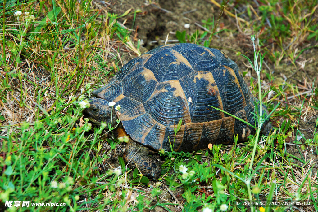 草地上的乌龟