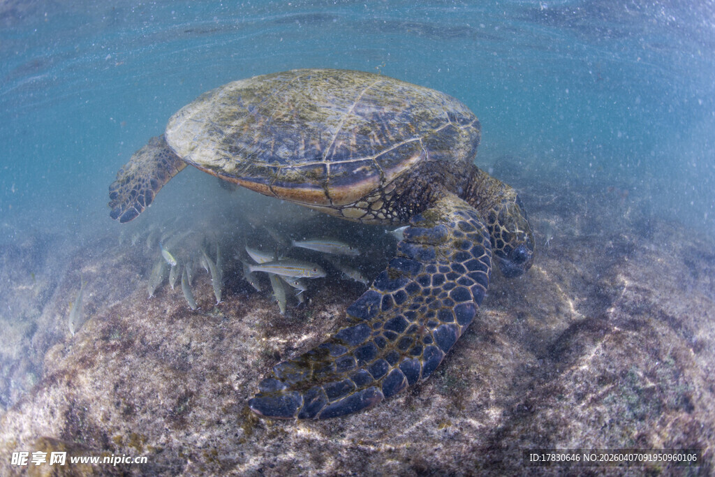 海底海龟与同行小鱼