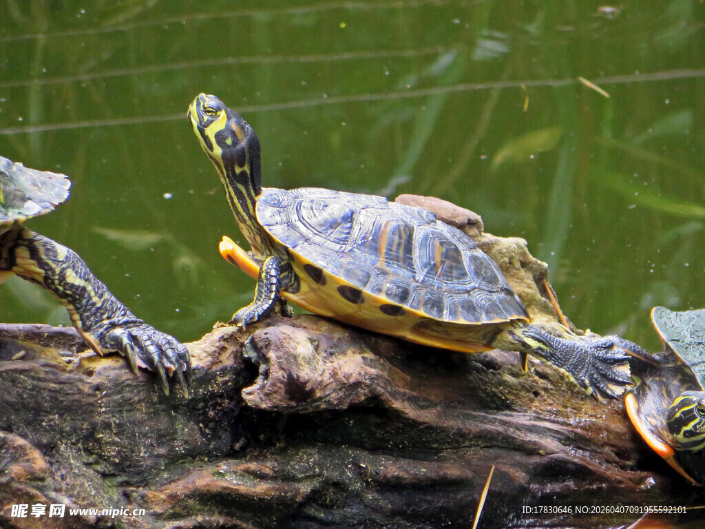 木上群龟悠然自得