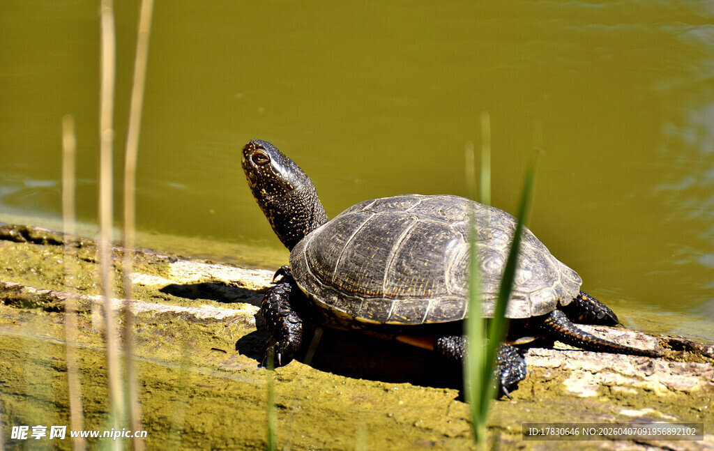 岸边晒太阳的乌龟