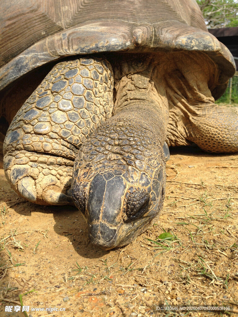 趴在地上的巨型乌龟