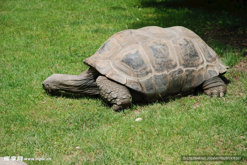 草地上的大乌龟