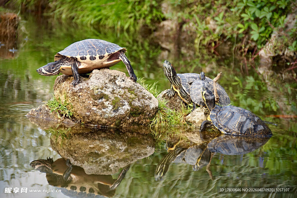 岩石上休憩的几只乌龟