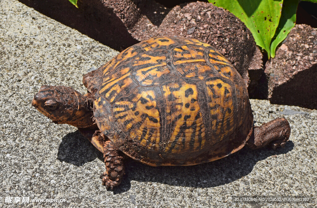 花纹斑斓的陆地乌龟
