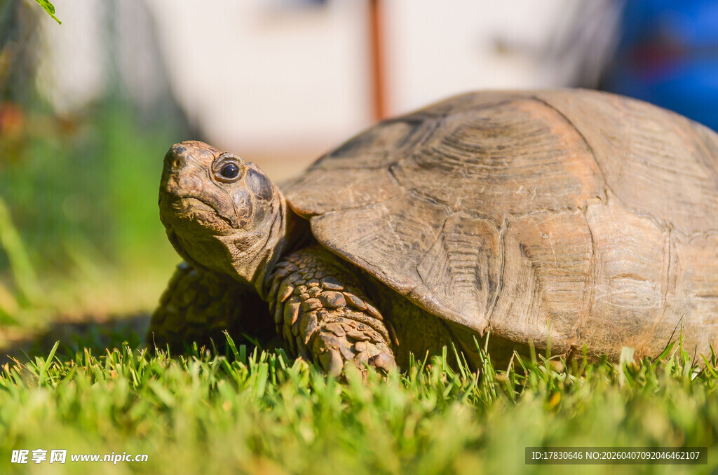草地上的乌龟