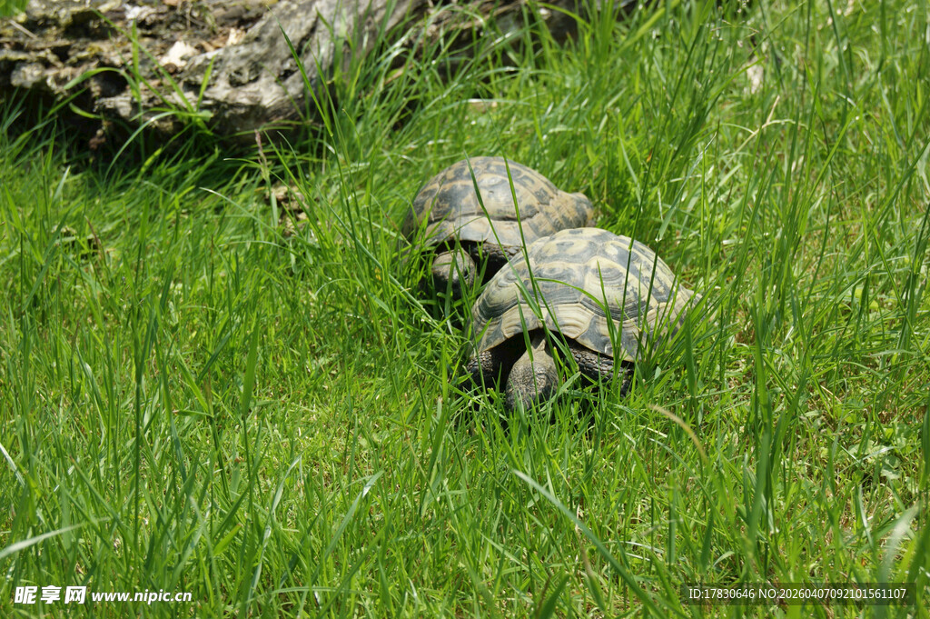 草地上的乌龟