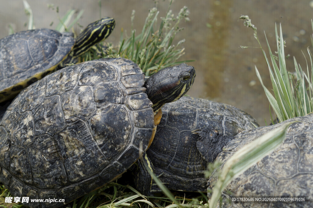 一群乌龟在水边休憩