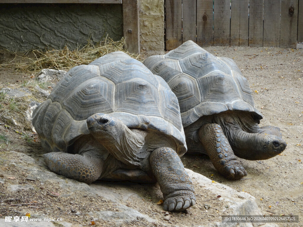 两只乌龟趴在一起