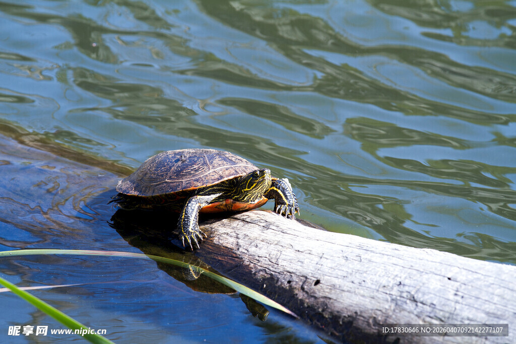 木上乌龟悠然晒太阳