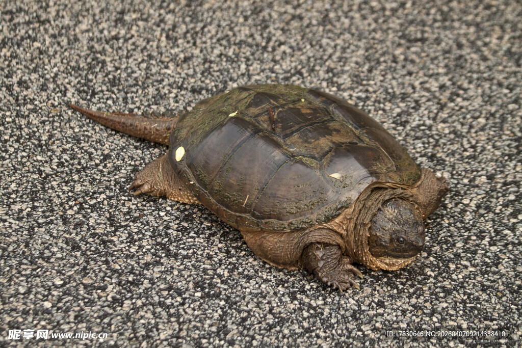 地面上的一只乌龟