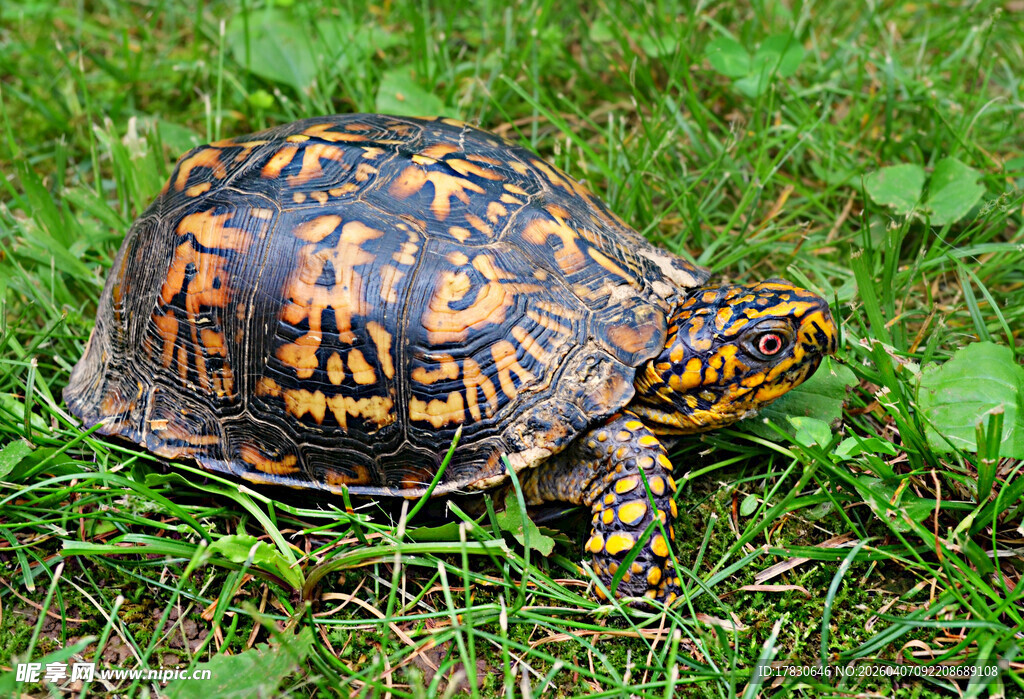 草地上的花纹乌龟