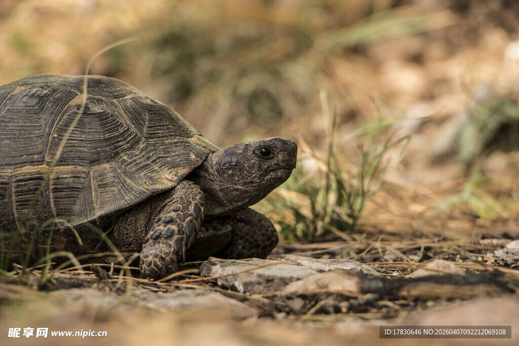 草地上的乌龟