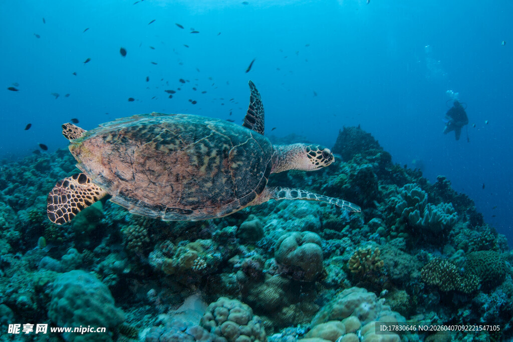 海龟悠游于斑斓海底世界