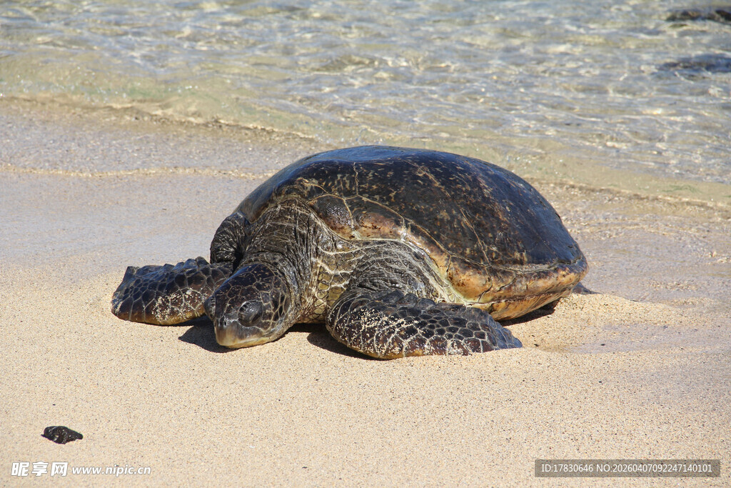 沙滩上休憩的大海龟
