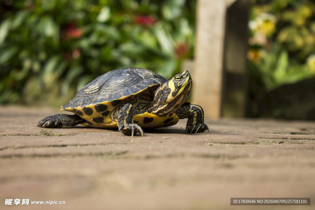 木板上的彩色花纹乌龟