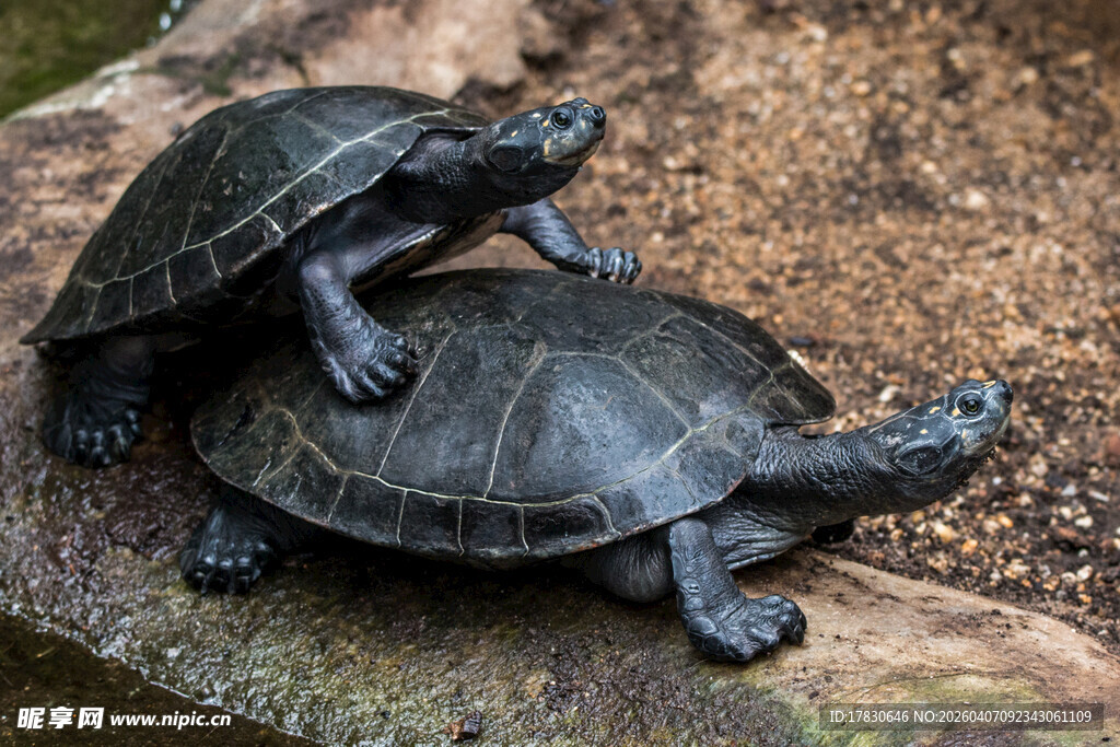 两只乌龟叠趴于石块上