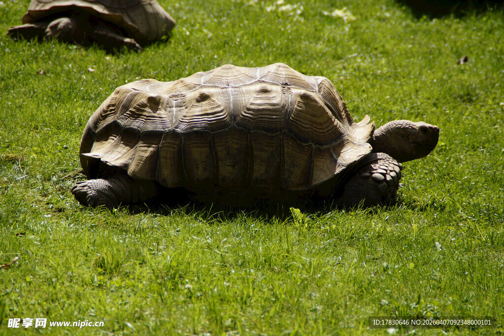 草地上的大乌龟