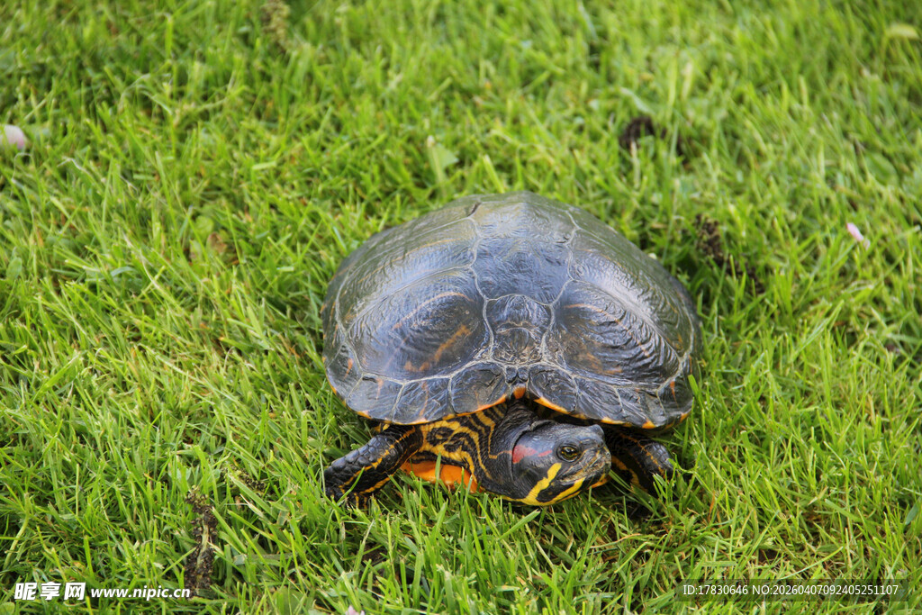 草地上的乌龟