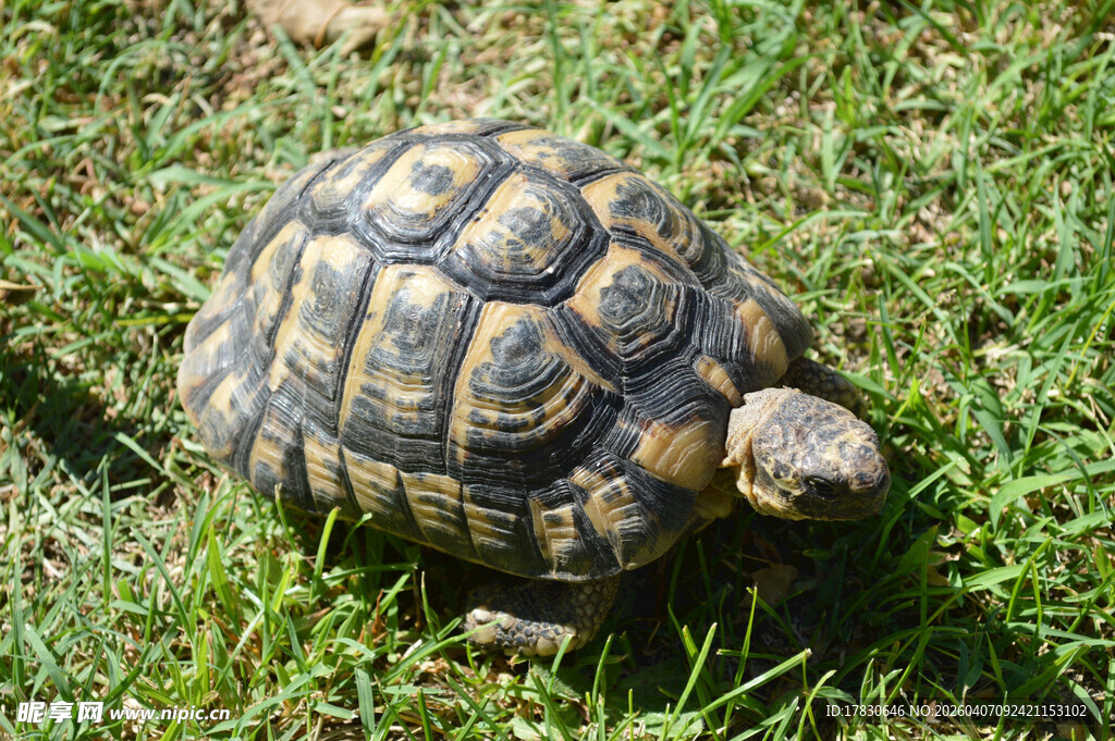 草地上的乌龟