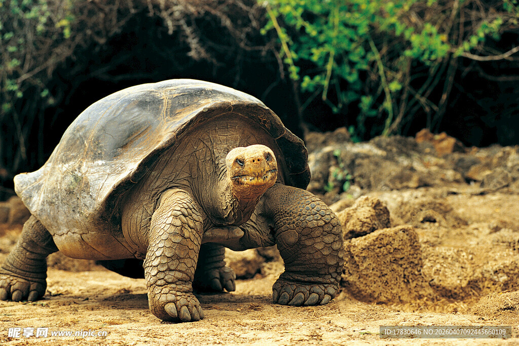 陆地上的巨型乌龟