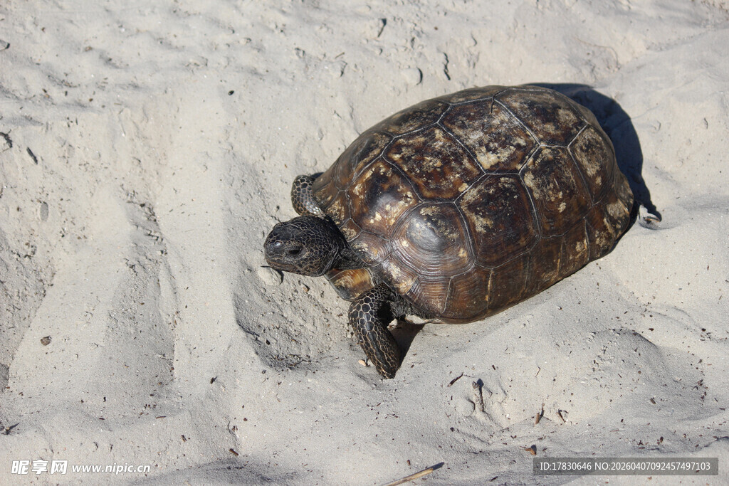 沙滩上的乌龟