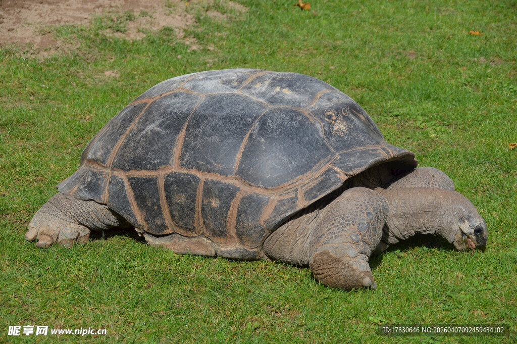 草地上的大乌龟