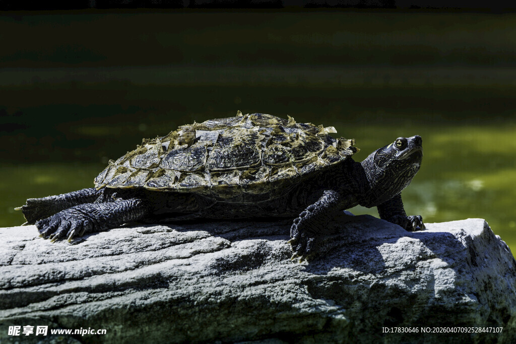 乌龟趴于木头上晒太阳