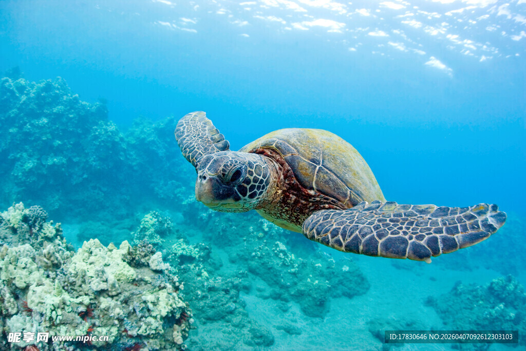 海洋中游动的美丽海龟