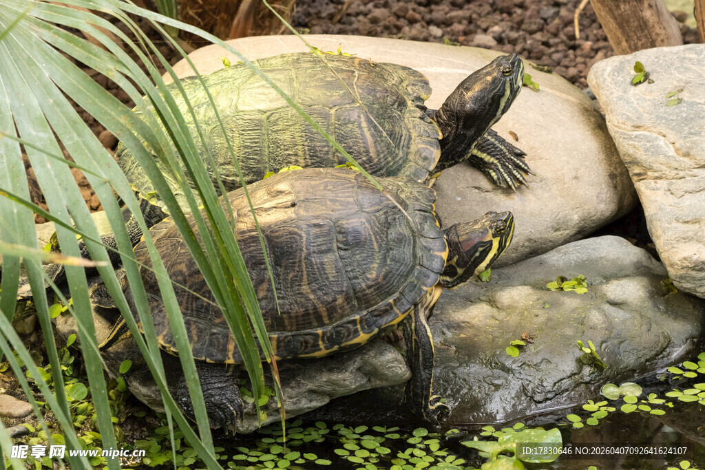 石上栖息的几只乌龟