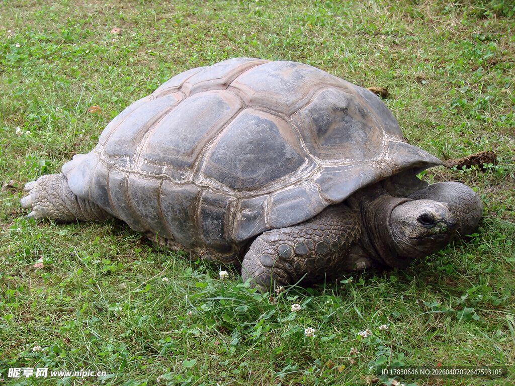 草地上的大乌龟