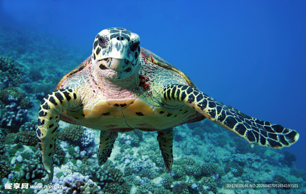 海洋中的绿海龟