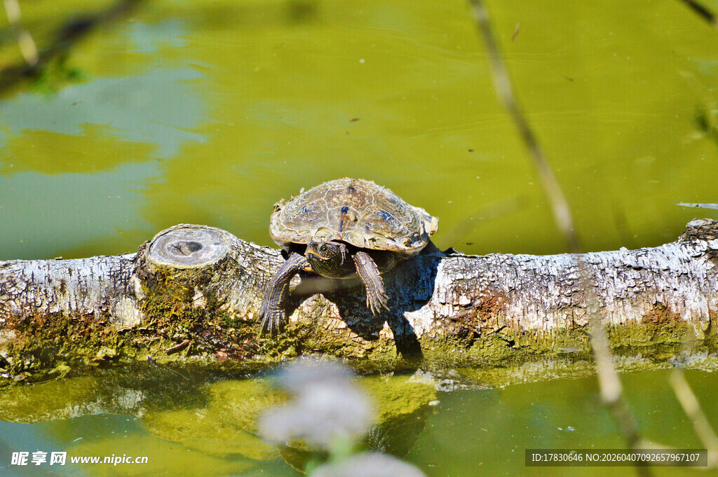 木头上休憩的几只乌龟