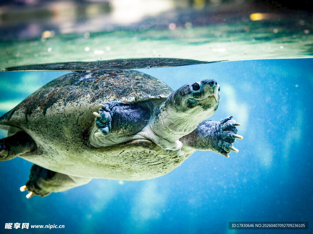 水中遨游的乌龟