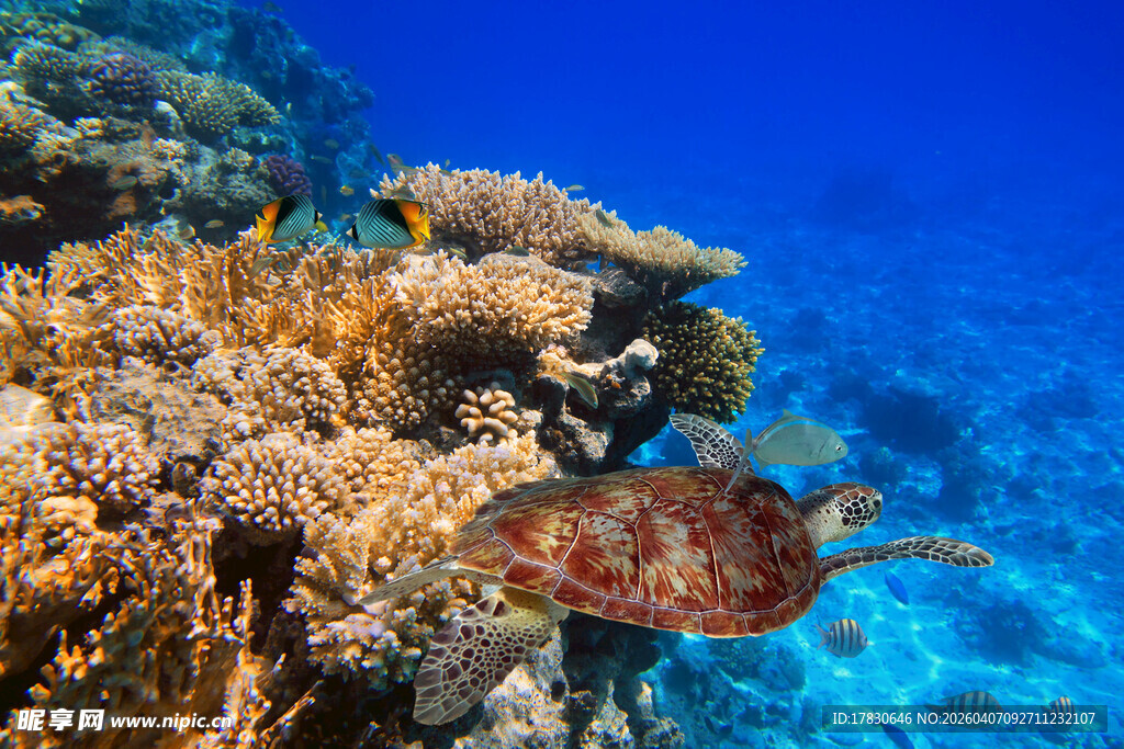 海底珊瑚旁游动的斑斓鱼类