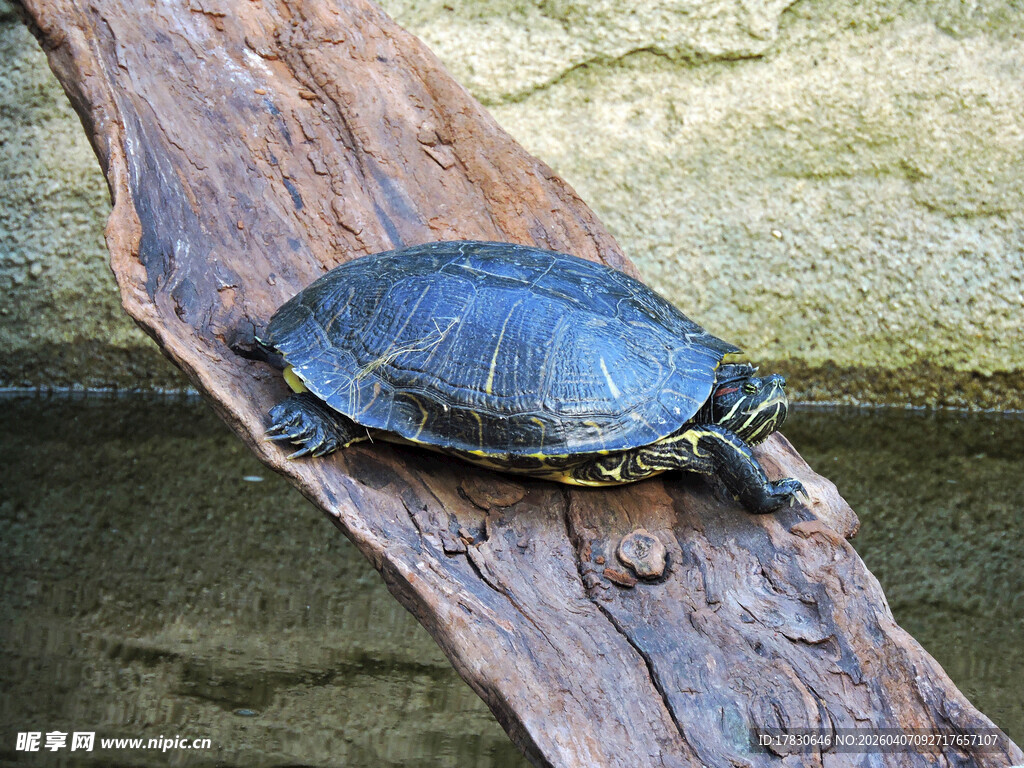 木上休憩的乌龟