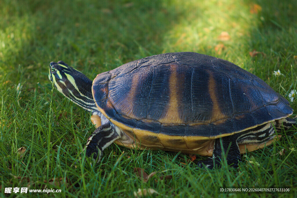 草地上的彩色花纹乌龟